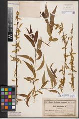 Foto von Salix babylonica L. x Salix fragilis L.